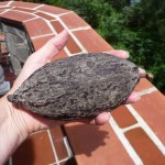 A - June 30, 2011 - Native Cacao Pod