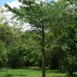 F - July 6, 2011 - Ek Balam (13)