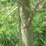 F - July 6, 2011 - Ek Balam (14)