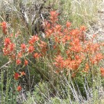 I - Aug 10, 2011 - North Rim Grand Canyon (28)