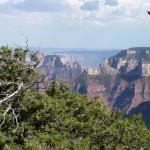 I - Aug 10, 2011 - North Rim Grand Canyon (58)