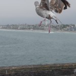 L - Aug 16, 2011 - Pier in Oceanside CA (5)