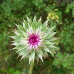 M - Sep 7, 2011 - Hiking In Uintahs (2)