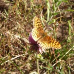 M - Sep 7, 2011 - Hiking In Uintahs (7)