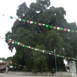 A13 - Oct 3, 2012 - Arbol Del Tule (03)