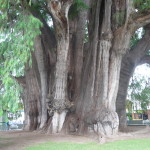 A13 - Oct 3, 2012 - Arbol Del Tule (07)