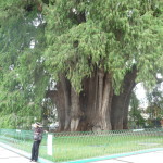 A13 - Oct 3, 2012 - Arbol Del Tule (10)