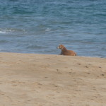 A2 - Sept 22, 2012 - Mazunte Beach (19)