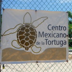 A5 - Sept 26, 2012 - Mazunte Turtle Museum (01)