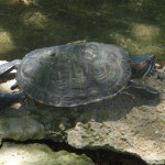 A5 - Sept 26, 2012 - Mazunte Turtle Museum (02)