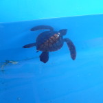 A5 - Sept 26, 2012 - Mazunte Turtle Museum (03)