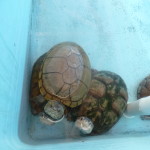 A5 - Sept 26, 2012 - Mazunte Turtle Museum (04)