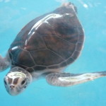 A5 - Sept 26, 2012 - Mazunte Turtle Museum (05)