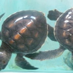 A5 - Sept 26, 2012 - Mazunte Turtle Museum (06)