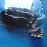 A5 - Sept 26, 2012 - Mazunte Turtle Museum (07)