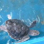 A5 - Sept 26, 2012 - Mazunte Turtle Museum (08)
