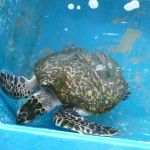 A5 - Sept 26, 2012 - Mazunte Turtle Museum (09)