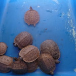 A5 - Sept 26, 2012 - Mazunte Turtle Museum (10)
