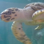 A5 - Sept 26, 2012 - Mazunte Turtle Museum (11)