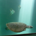 A5 - Sept 26, 2012 - Mazunte Turtle Museum (12)
