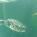 A5 - Sept 26, 2012 - Mazunte Turtle Museum (13)