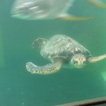 A5 - Sept 26, 2012 - Mazunte Turtle Museum (14)