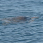 A6 - Sept 27, 2012 - Mazunte Boat Trip  (08)