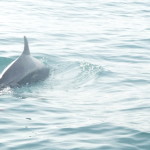 A6 - Sept 27, 2012 - Mazunte Boat Trip  (09)