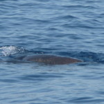 A6 - Sept 27, 2012 - Mazunte Boat Trip  (10)