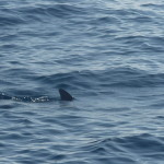 A6 - Sept 27, 2012 - Mazunte Boat Trip (11)