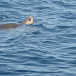 A6 - Sept 27, 2012 - Mazunte Boat Trip (12)