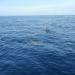 A6 - Sept 27, 2012 - Mazunte Boat Trip (13)