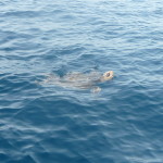 A6 - Sept 27, 2012 - Mazunte Boat Trip (14)