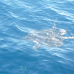 A6 - Sept 27, 2012 - Mazunte Boat Trip (15)