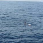 A6 - Sept 27, 2012 - Mazunte Boat Trip (16)