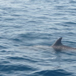 A6 - Sept 27, 2012 - Mazunte Boat Trip (17)