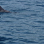 A6 - Sept 27, 2012 - Mazunte Boat Trip (18)