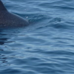 A6 - Sept 27, 2012 - Mazunte Boat Trip (19)