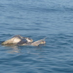 A6 - Sept 27, 2012 - Mazunte Boat Trip (22)