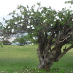 A8 - Oct 1, 2012  - Oaxaca - Monte Alban Tour (06)