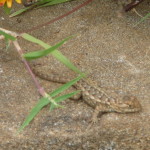 A8 - Oct 1, 2012  - Oaxaca - Monte Alban Tour (43)