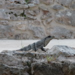 B1 - Oct 30, 2012 - Merida To Uxmal (08)