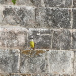 B1 - Oct 30, 2012 - Merida To Uxmal (18)