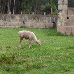 A1 - April 30, 2014 - Cusco (15)