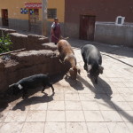 B3 - May 5, 2014 - Pisac (24)