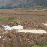 B6 - May 14, 2014 - Pisac (23)