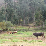 B6 - May 14, 2014 - Pisac (34)