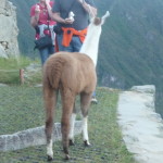 C4 - June 1, 2014 - Machu Picchu Sunrise (07)