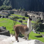 C7 - June 1, 2014 - Back to Machu Picchu (13)