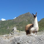 C7 - June 1, 2014 - Back to Machu Picchu (15)